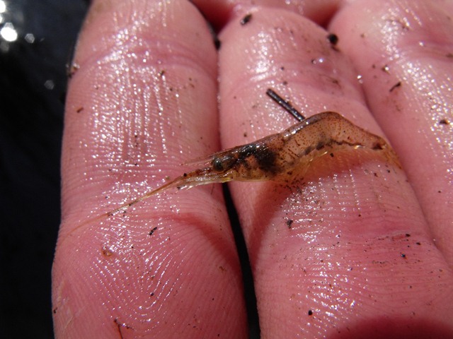 Palaemon adspersus?